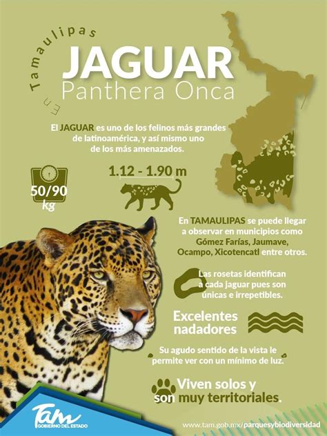 datos sobre el jaguar